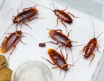 Best pest control services Kisumu