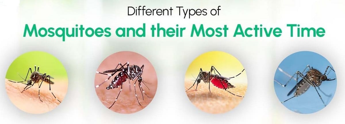 Mosquitoes species & types