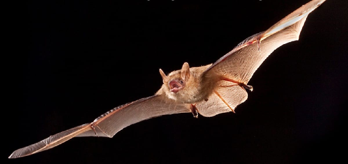 Bat removal in Nairobi