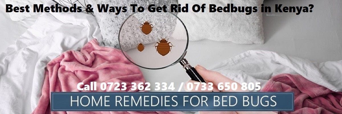 Best Methods & Ways To Get Rid Of Bedbugs in Kenya