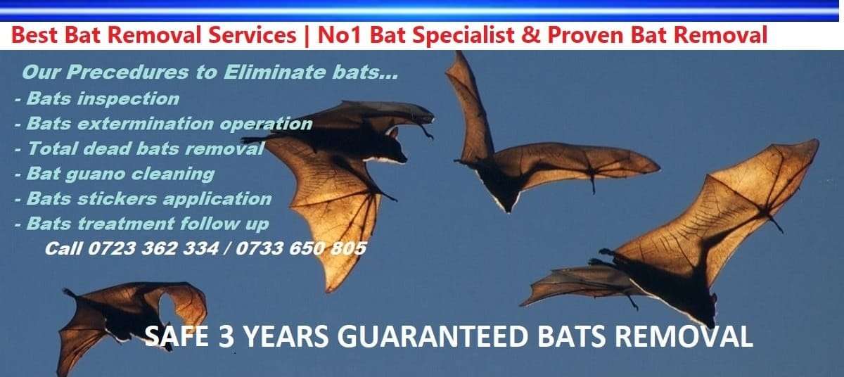 Bats infestation control & bats management in Kenya