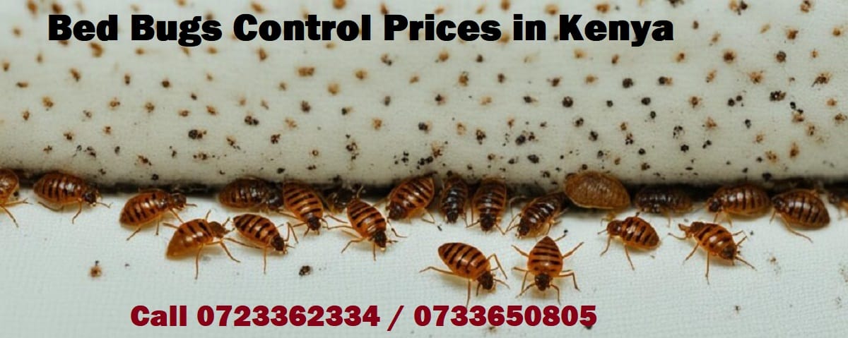 Bed Bug Treatment and control prices