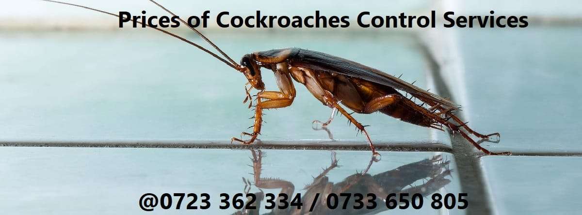 Prices of cockroaches control services in Kenya