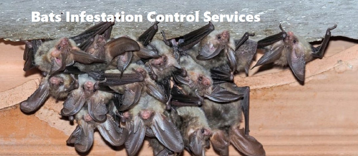 Bats control Meru