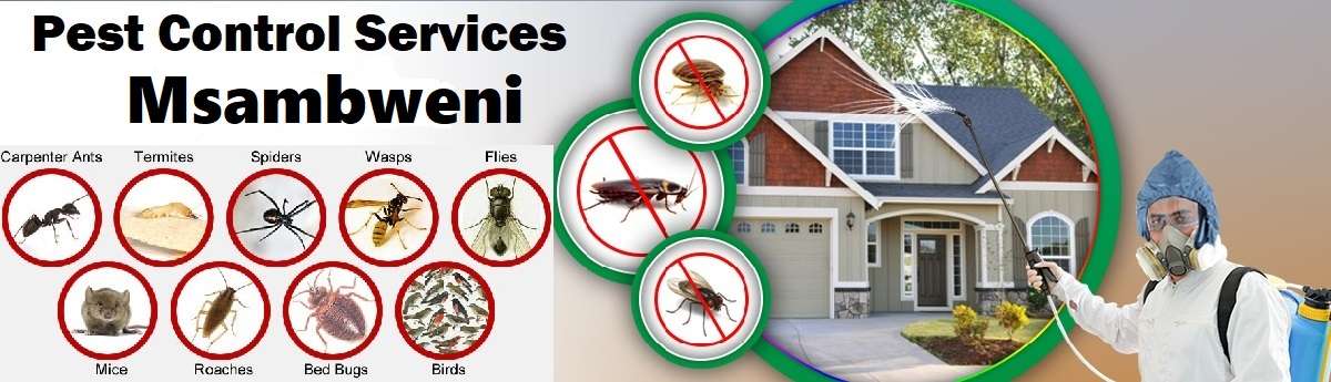 Fumigation & pest control services in Msambweni