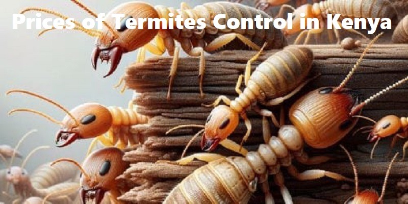 Prices of termites control in Kenya
