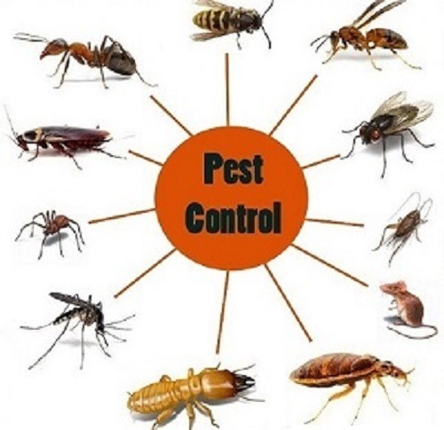 Buruburu Fumigation & pest control services
