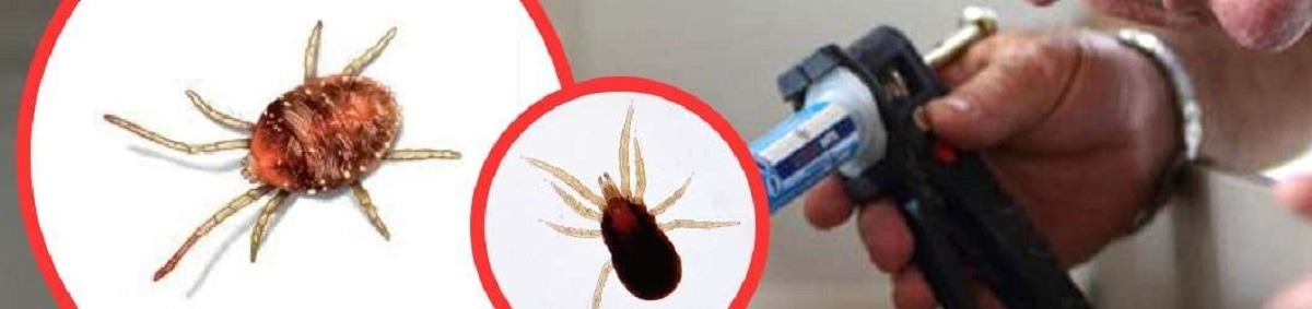 how to get rid of bird mites