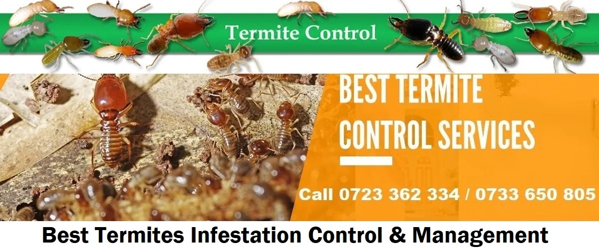 termites-control-services-Nairobi-Kenya