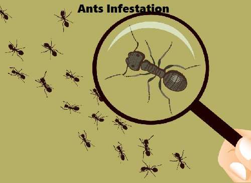Ants infestation control