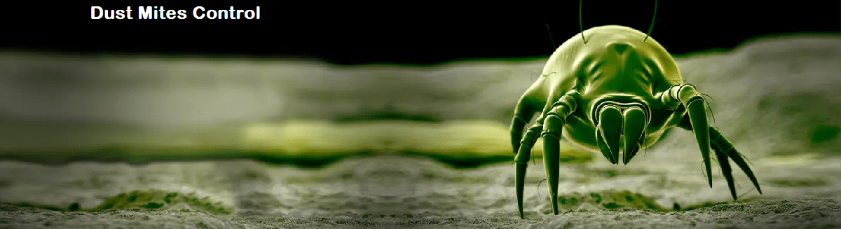 Dust Mites Control