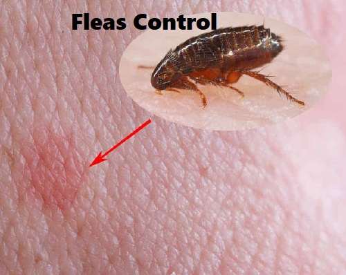 Fleas control
