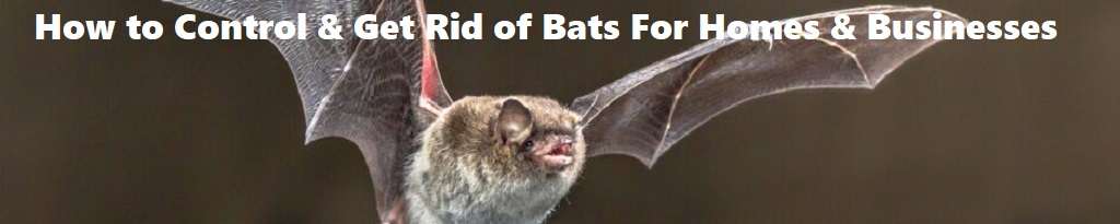 How to Control & Get Rid of Bats For Homes & Businesses Kenya
