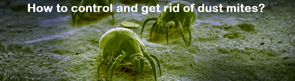 How to control and get rid of dust mites?