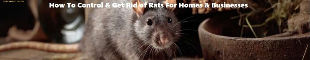 How to control & get rid of rats for homes and businesses