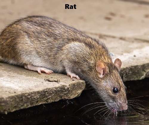 Rat control