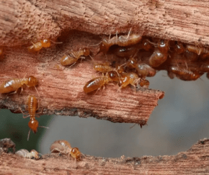 Termite and How to Get Rid of Termites