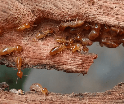 Termites control services