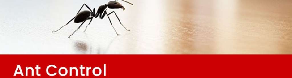 Ants control