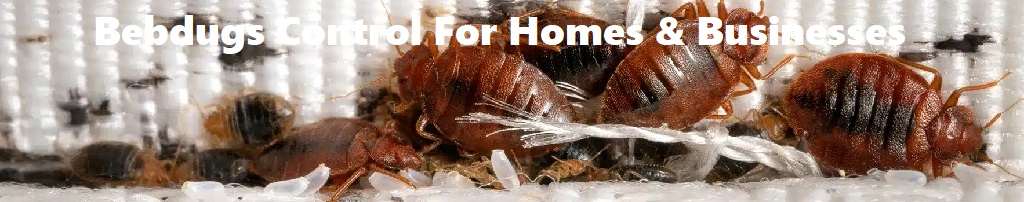 Bedbugs control for homes & businesses Bedbugs control for homes & businesses