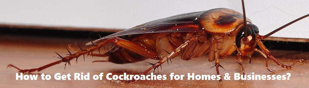Best cockroaches Control services in Nairobi Kenya