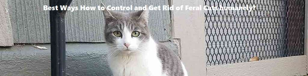 Stray cats or feral cats control