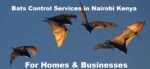 Bats control services in Nairobi Kenya