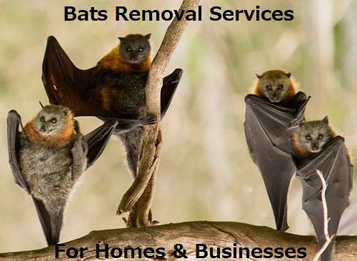 Bat and How to Get Rid of Bats