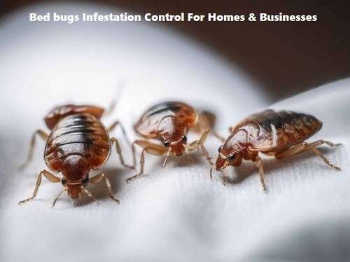 Bedbugs control services in Nairobi Kenya