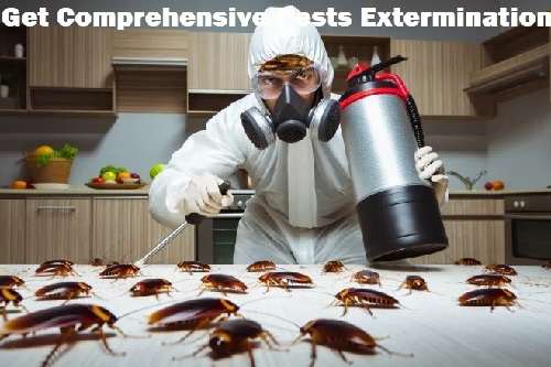 Cockroaches control services, cockroaches control services in Nairobi Kenya, cockroaches control in Kenya, cockroaches fumigation, cockroaches fumigation in Kenya, cockroaches control near me, cockroaches fumigation services near me, best cockroaches management services in Kenya, cockroaches extermination services in Kenya, cockroaches eradication services in Kenya