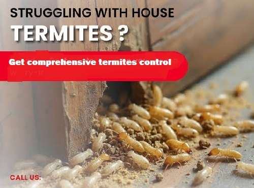 Termites Extermination Services in Nairobi, Kenya