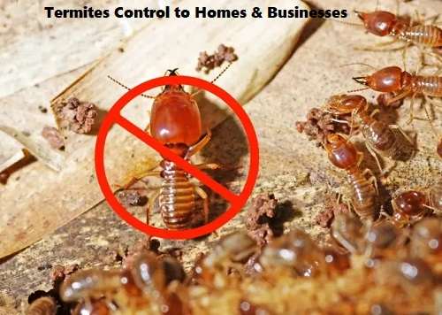 Termites control services, termites control services in Kenya, termites control in Kenya, termites fumigation, termites fumigation in Kenya, termites control near me, termites fumigation services near me, best termites management services in Nairobi Kenya, termites extermination services in Kenya, termites eradication services in Kenya