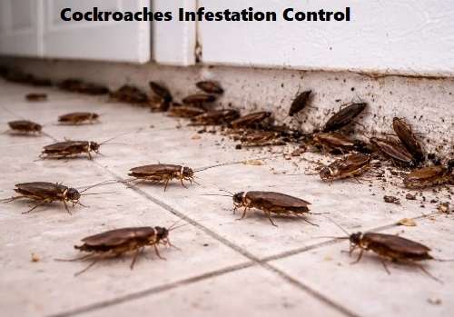Cockroaches Control Services, in, Kenya, Nairobi, Cockroach, Controlling, Exterminator, Treatment, Removal, Eradication, Solutions