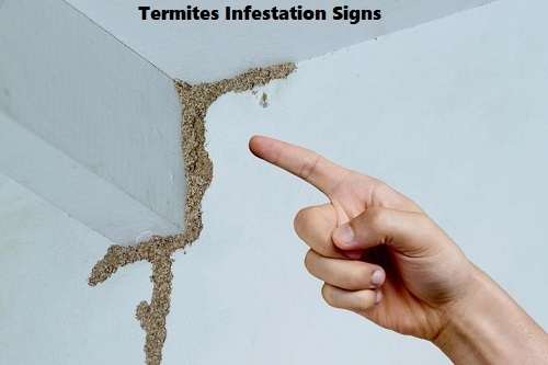 Termite Control and Inspection services in Nairobi Kenya