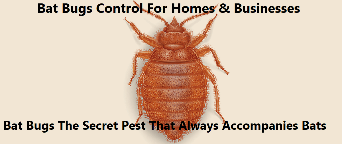 Bat bugs control