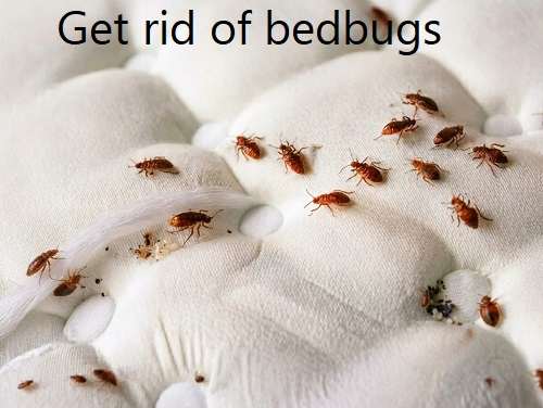 how to get rid of bedbugs