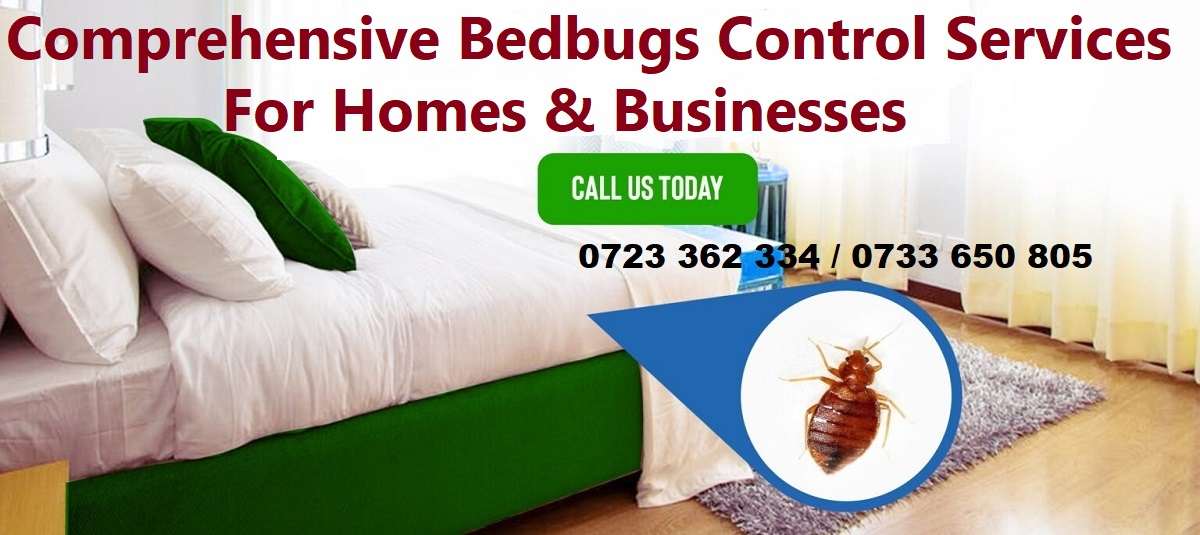Bedbugs control services in Nairobi Kenya
