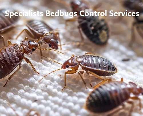 Bedbugs infestation management in Kenya