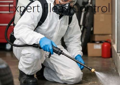 Fleas control solutions expert