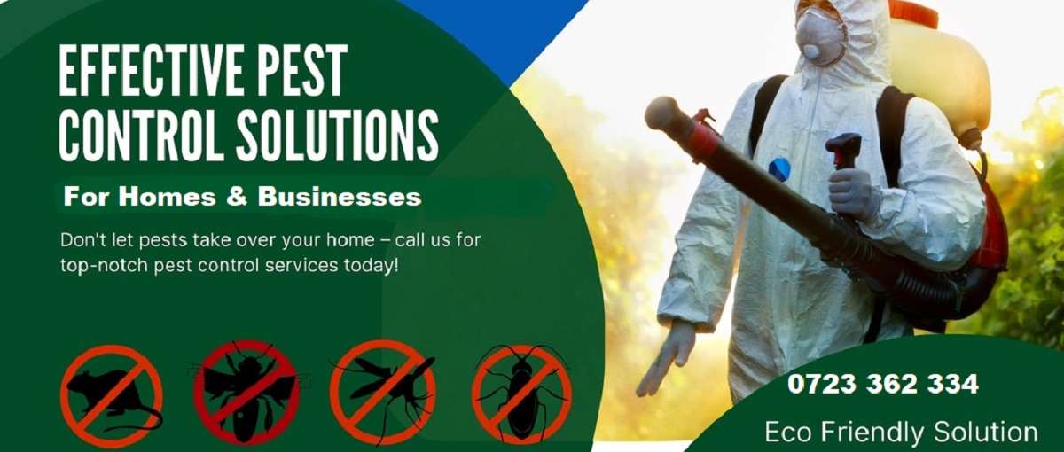 How to Get Rid of Bedbugs Cockroaches Bats Termites in Homes & Businesses
