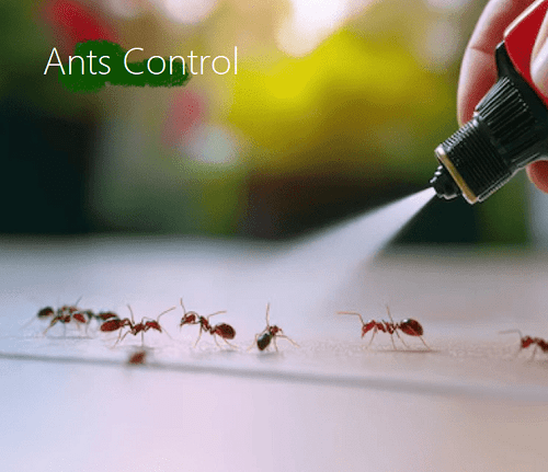 Ants control