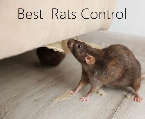 Best rats control solutions