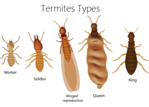 Termite Types Species in Kenya