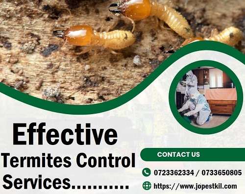 Termites control services in Nairobi Kenya