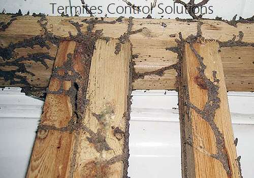 Termites Extermination Services in Kenya