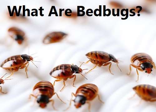 Bedbugs control services, bedbugs control services in Kenya, bedbugs control in Kenya, bedbugs fumigation, bedbugs fumigation in Kenya, bedbugs control near me, bedbugs fumigation services near me, best bedbugs management services in Kenya, bedbugs extermination services in Kenya, bedbugs eradication services in Kenya