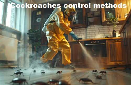 cockroaches control in Kenya