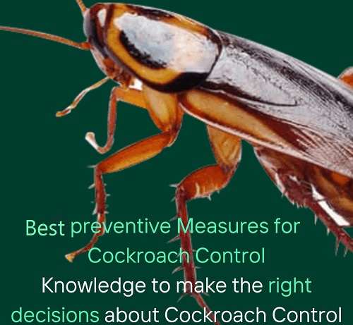 cockroaches control services in Kenya