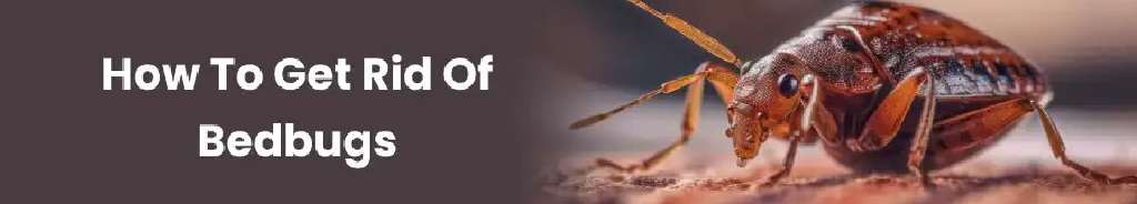 How to Get Rid of Bedbugs