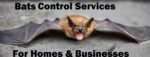 Bats control services in Nairobi Kenya.